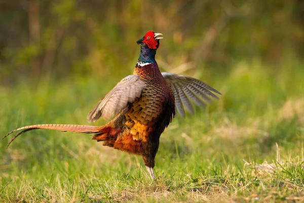 Gretig mannetje van gewone fazant met uitwaaierende vleugels lekken tijdens verkering — Stockfoto