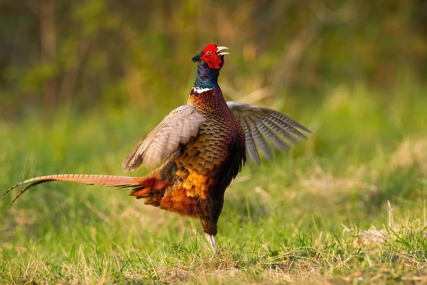 Kur yaparken kanat çırpan sıradan bir sülün olan hevesli erkek. — Stok fotoğraf