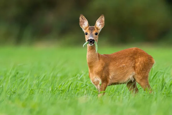 Bonito corça cervo fawn pastando no prado de verão verde com folhas na boca aberta . — Fotografia de Stock