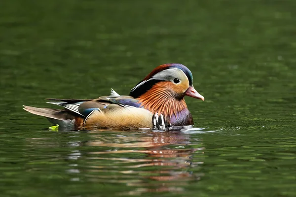 Adorable mandarin duck swimming in pond with water in summer — Stock Photo, Image