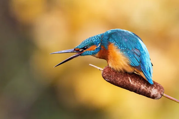 Raiva comum kingfisher chamando com bico aberto na primavera — Fotografia de Stock