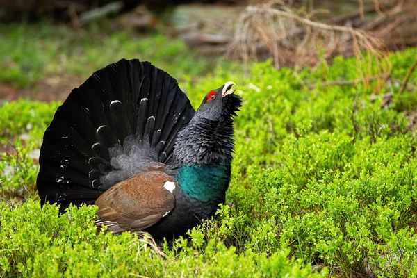 Västlig tjäder som skryter i skogen full av blåbärsbuskar. — Stockfoto