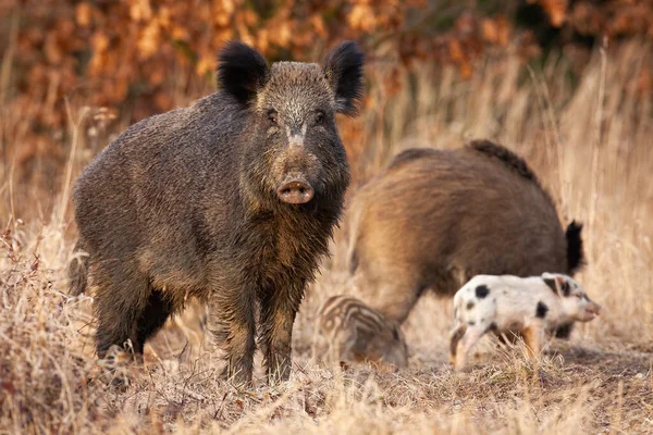 뒤에서 먹이를 먹고 있는 어린 줄무늬 돼지를 보호하는 위험 한 멧돼지 — 스톡 사진