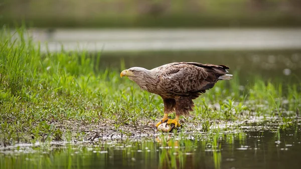 Enorme witstaart adelaar zittend op een vangst van vis bij een meer in wetland. — Stockfoto