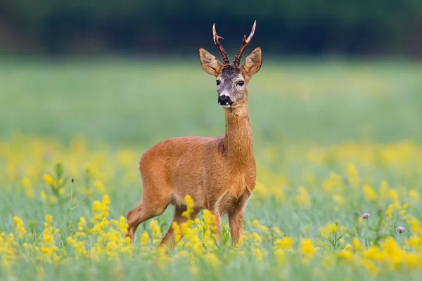 在长满鲜花的草地上，大角鹿从前方的视野中脱颖而出 — 图库照片