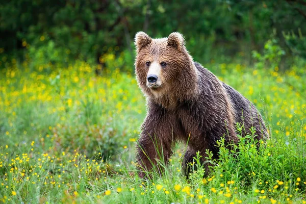 Pericoloso orso bruno che si avvicina proteggendo il territorio in natura — Foto Stock