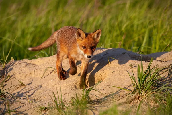 Liten röd räv går nedför backen i solig vårnatur med kopieringsutrymme. — Stockfoto