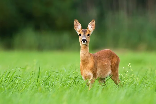 Verrast ree reeën fawn kijken in camera van voren bekijken met kopieerruimte. — Stockfoto