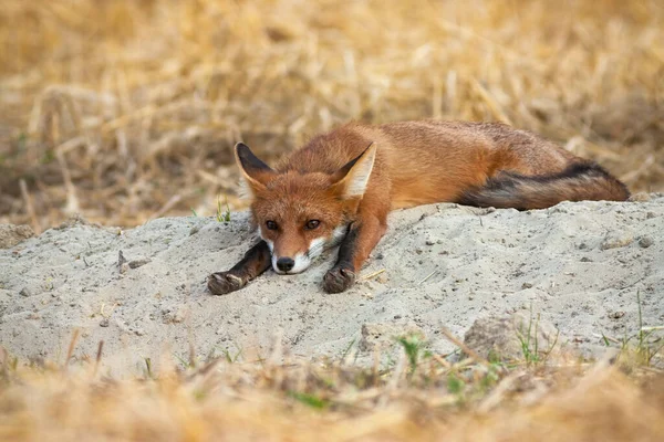 若い赤いキツネが横になり、農業分野で足を伸ばして退屈 — ストック写真