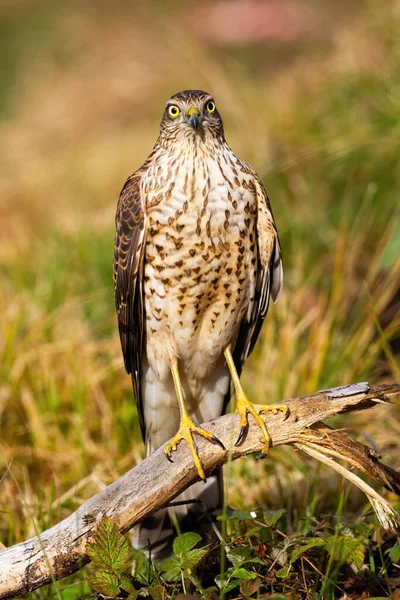Оповіщення Eurasian sparrowhawk перед камерою влітку — стокове фото