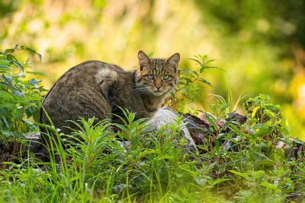 Curious european wild cat hiding in green vegetation in forest