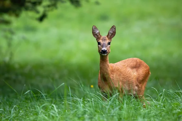 Cervo ovas fêmea bonito com grandes olhos negros ouvindo no prado verde — Fotografia de Stock