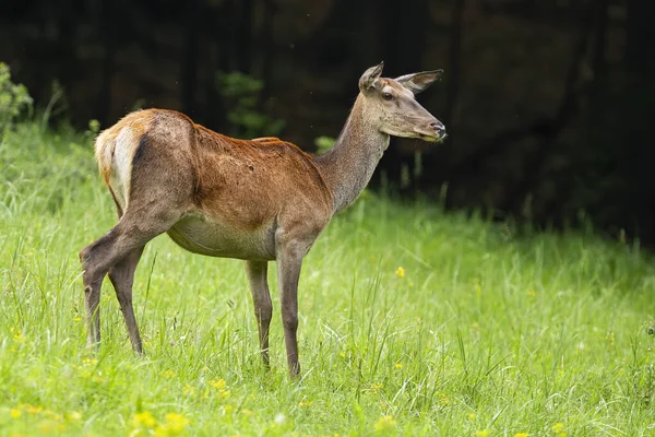 Pozorný rudý jelen se dívá stranou a se zájmem naslouchá v létě — Stock fotografie