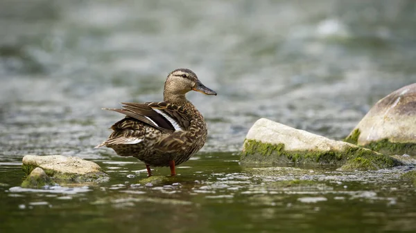 Alert mallard hen looking behind while standing in a river in summer nature. — Stock Photo, Image