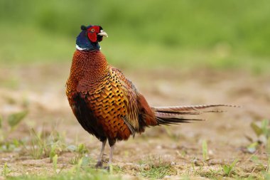 Yetişkin sülünü, Phasianus Colchicus, ilkbahar yürüyüşünde tarla boyunca