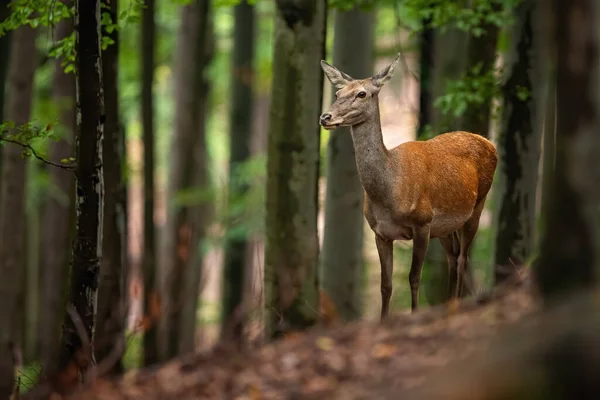 Careful red deer hind looking aside in a summer or autumn forest with trees — Stock Photo, Image