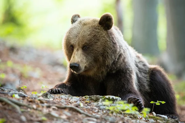 Массивный бурый медведь лежит на земле с камнями, корнями и листьями в лесу — стоковое фото