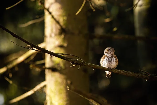 Pequeño búho pigmeo eurasiático sentado en una rama en el bosque al amanecer — Foto de Stock