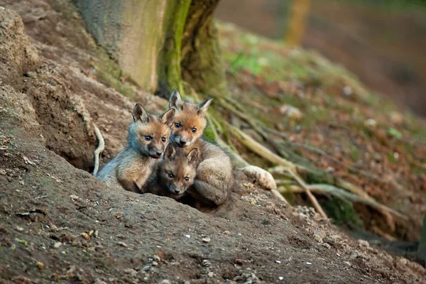 Fluffy red fox cubs exploring surroundings of their den in spring forerst — Stock Photo, Image