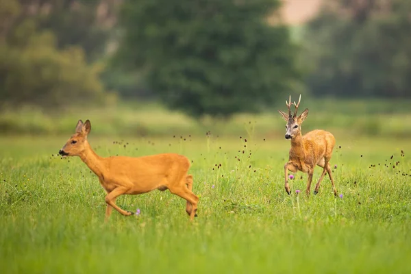 Couple of roe deer buck and doe running on meadow in summer paring season — Stock Photo, Image