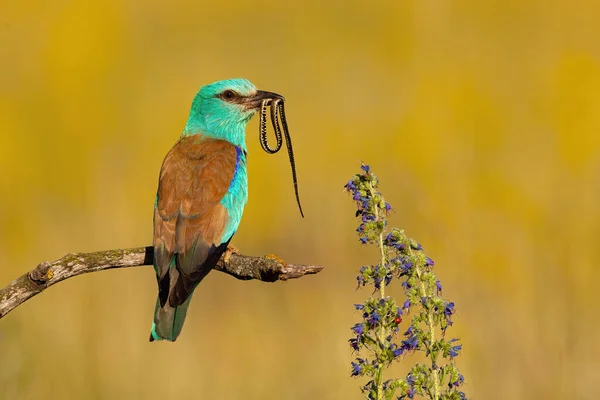 Rodillo europeo colorido sentado en una rama y sosteniendo la serpiente en el pico en verano —  Fotos de Stock