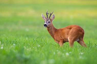 Kara boynuzlu yaşlı karaca geyiği yaz doğasına bakıyor.