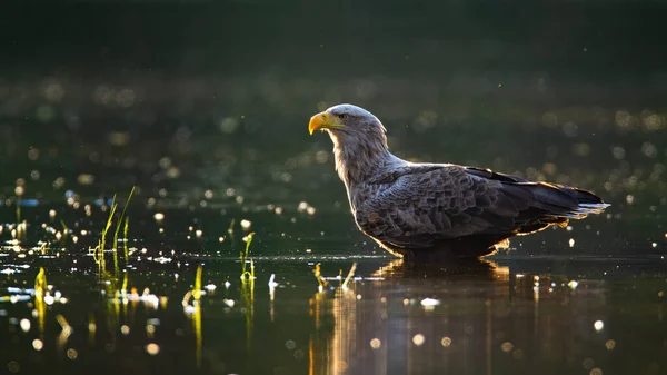 Orel běloocasý brodící se v mělké vodě v létě při západu slunce. — Stock fotografie