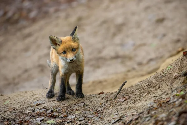 Raposa vermelha bonito em pé perto de toca escondida na encosta de uma floresta de primavera — Fotografia de Stock