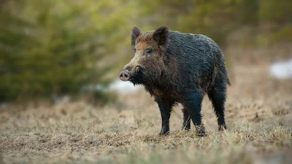 Male wild boar with white tusks sticking out of snout on spring meadow — Stock Photo, Image
