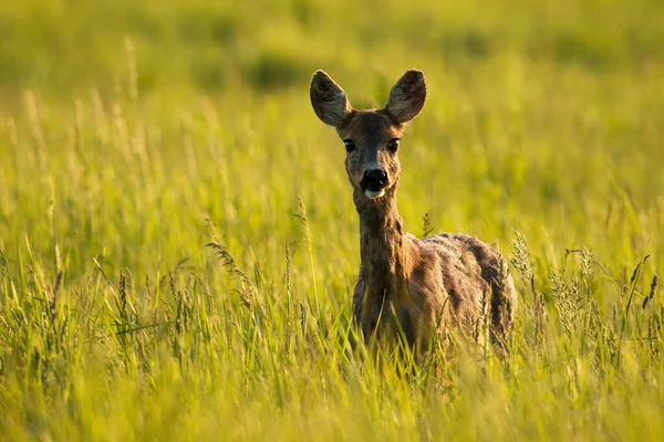 Aufmerksame Rehe blicken in die Kamera und stehen bei Sonnenaufgang im hohen Gras. — Stockfoto