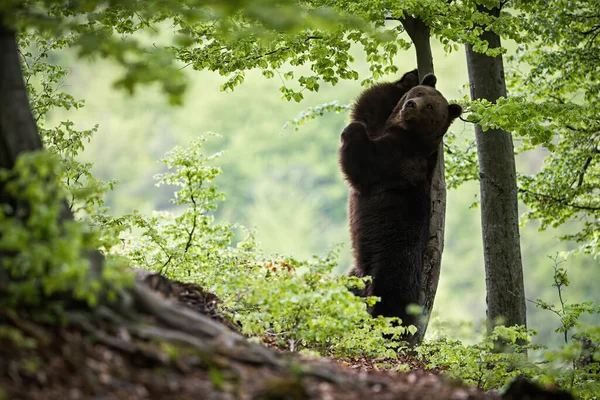 Urso castanho selvagem em pé nas pernas traseiras e coçando as costas em uma árvore — Fotografia de Stock