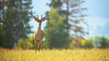 Genç kırmızı geyik doğada güneşli yeşil bir çayırda ufuk çizgisinden izliyor..