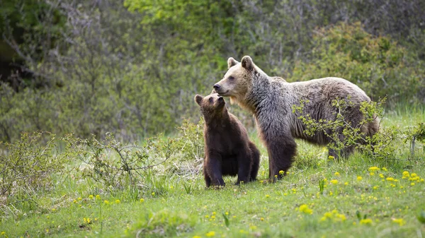 Encantador urso marrom adulto e filhote beijando no prado com arbustos e flores silvestres . — Fotografia de Stock