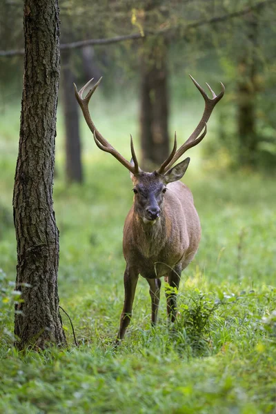 Magnificent red deer chewing in forest and standing by a tree — Stock Photo, Image