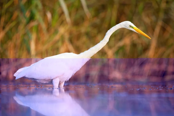 Attentive great egret looking into water in marsh in autumn — Stock Photo, Image