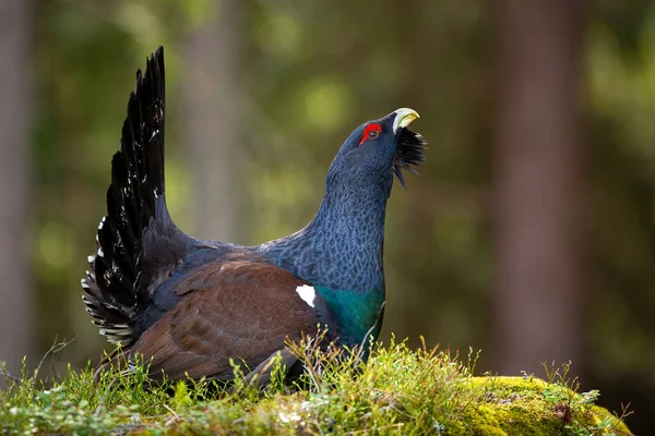 Massive western capercaillie male strutting in forest on a moss covered ground — Stock Photo, Image