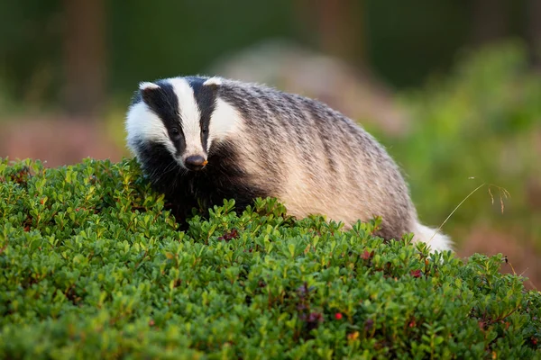 Curious european badger walking in cranberry bushes in summer nature — Stock Photo, Image