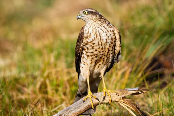 Interessato eurasiatico sparviero guardando da parte nella natura con erba in background — Foto Stock