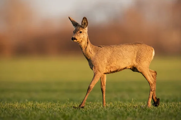 Nieuwsgierig reeën hert loopt op modderig groen veld in zachte ochtend licht — Stockfoto