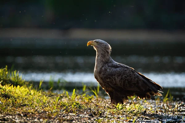 Attentive white-tailed eagle standing on a riverbank near water backlit — Stock Photo, Image