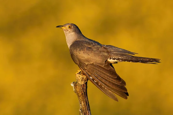 Male common cuckoo displaying and holding wings low at sunset in summer — Stock Photo, Image