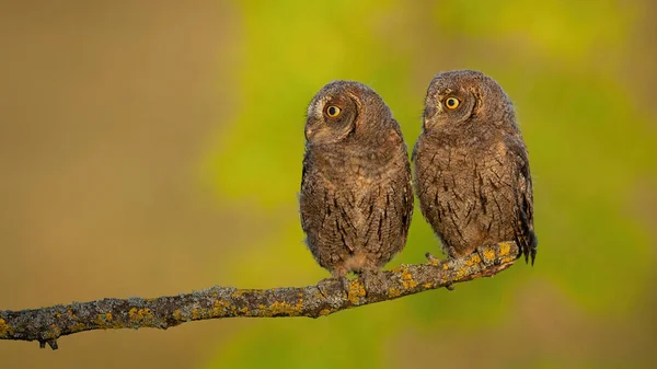 Alert Eurazjatyckie scops sowa patrząc na bok, aby puste miejsca kopii w wiosennej przyrody — Zdjęcie stockowe