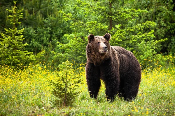 봄에 눈을 돌리는 위풍당당 한 갈색 곰 수컷 — 스톡 사진