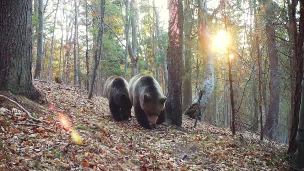 Famille d'ours bruns de mère et oursons marchant dans la forêt au lever du soleil 