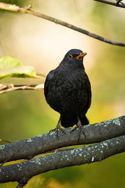 Alerta macho común mirlo sentado en una rama en otoño naturaleza de frente — Foto de Stock