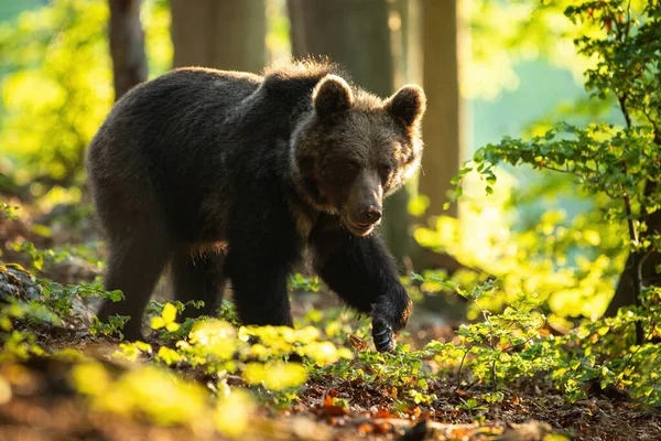 Farlig brunbjörn promenader i sommar natur vid soluppgången. — Stockfoto