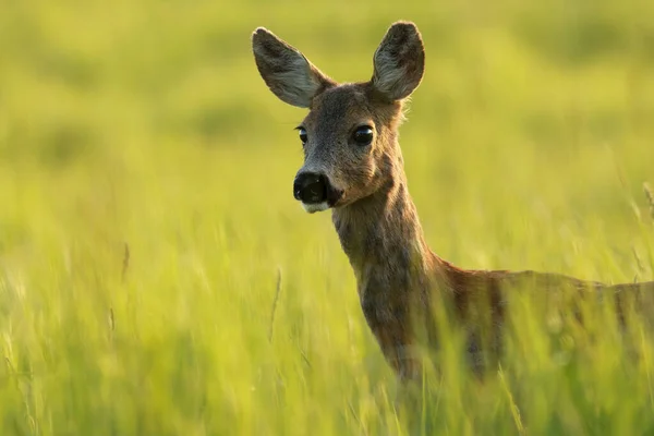 Primo piano di un cervo capriolo interessato che osserva con interesse sul prato — Foto Stock