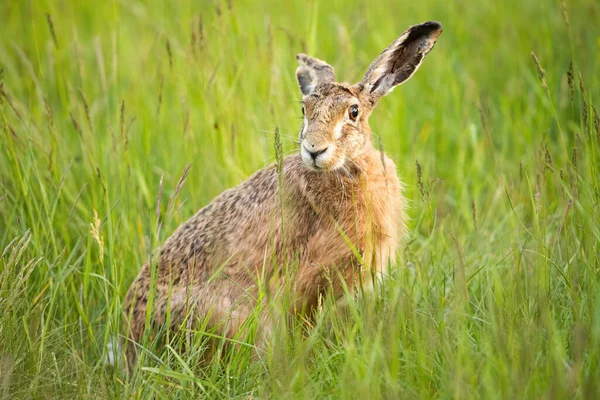 Mignon lièvre brun caché dans l'herbe verte et face à la caméra sur la prairie de printemps — Photo