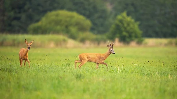 夏天，两只鹿爱上了绿色的草地，在自然环境中漫步. — 图库照片