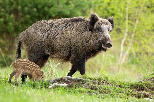 Happy wild boar mother and little striped piglet grazing on glade in spring — Stock Photo, Image